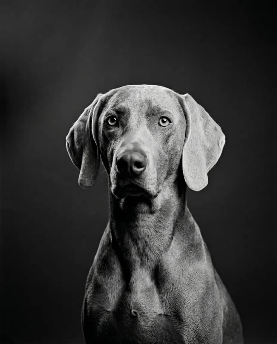 Portrait Studio noir et blanc d'un chien