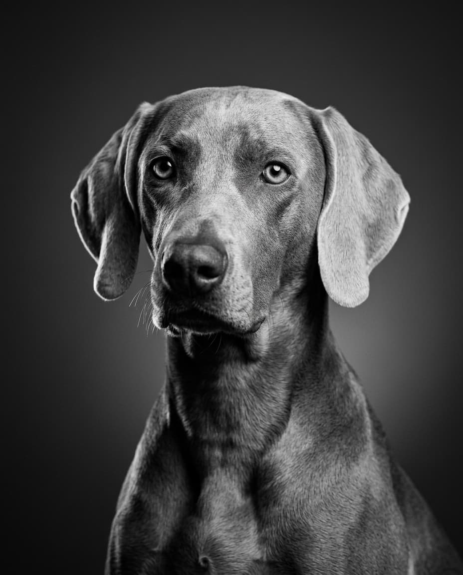 Portrait Studio noir et blanc d'un chien